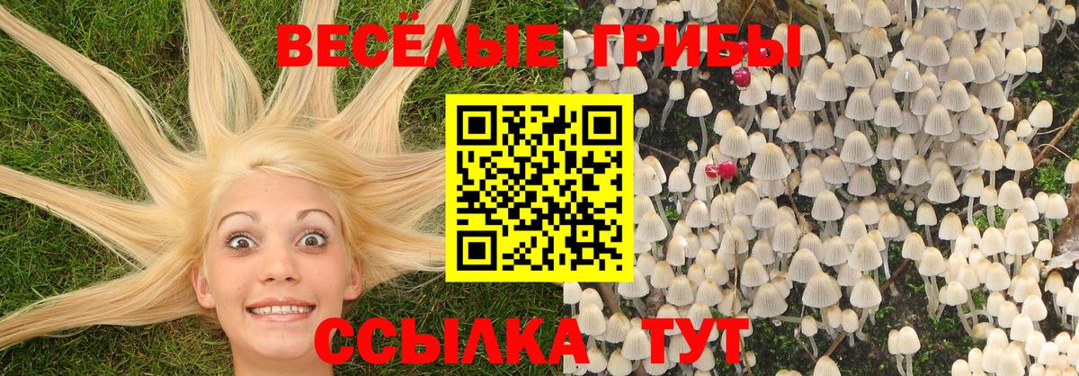 Галлюциногенные грибы Psilocybine cubensis Ухта